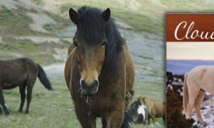 Wild Stallion of the Rockies Book