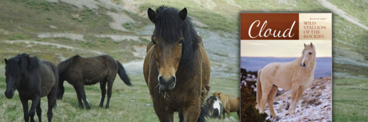 Wild Stallion of the Rockies Book
