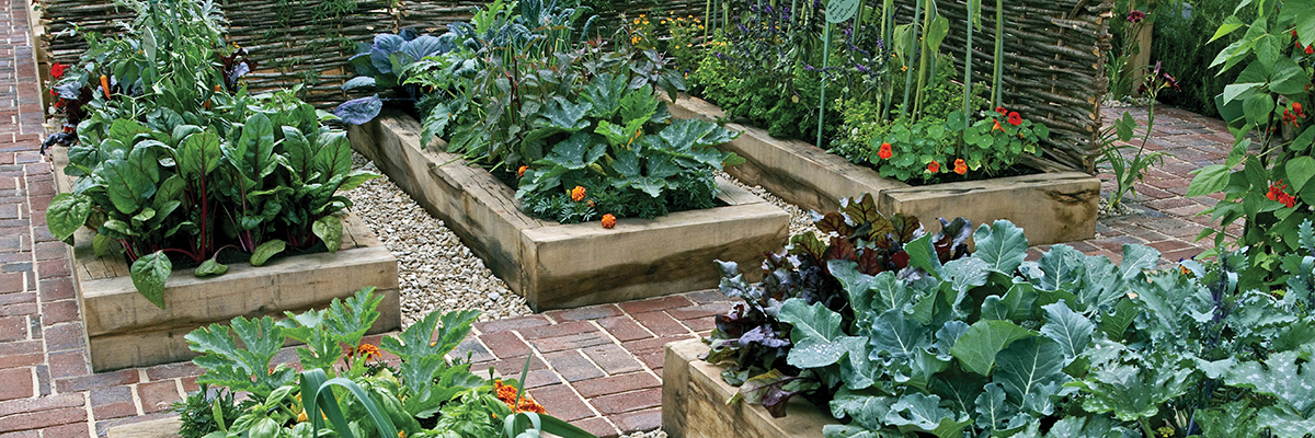 Six Reasons to Grow Vegetable with Raised Beds